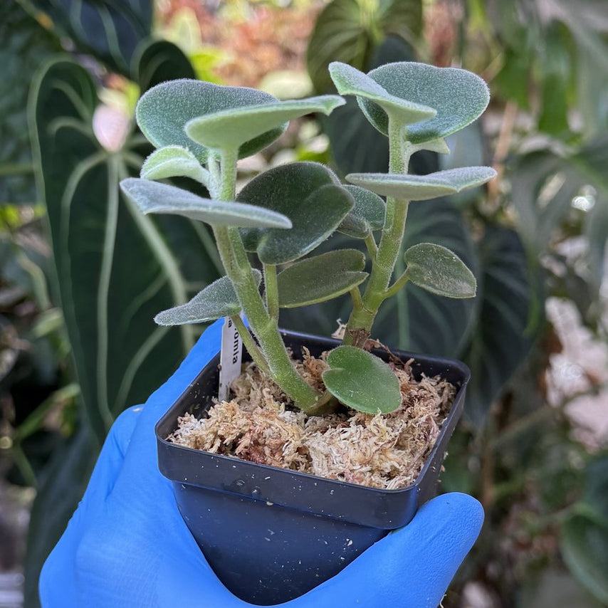 Peperomia incana
