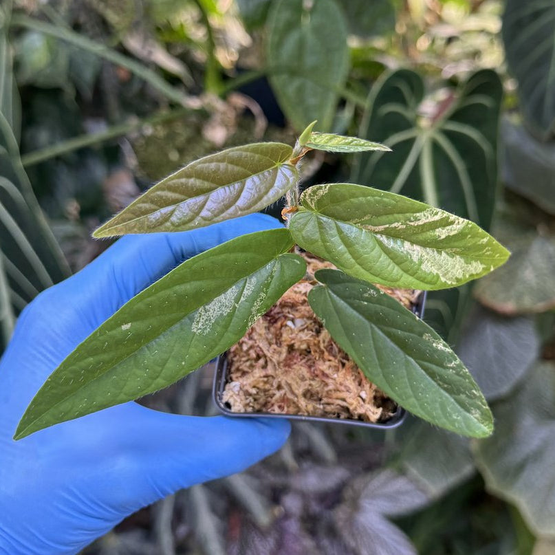 Ficus sagittata ‘Variegata’