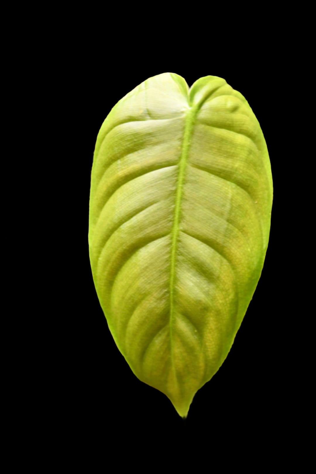 Philodendron Esmeraldense