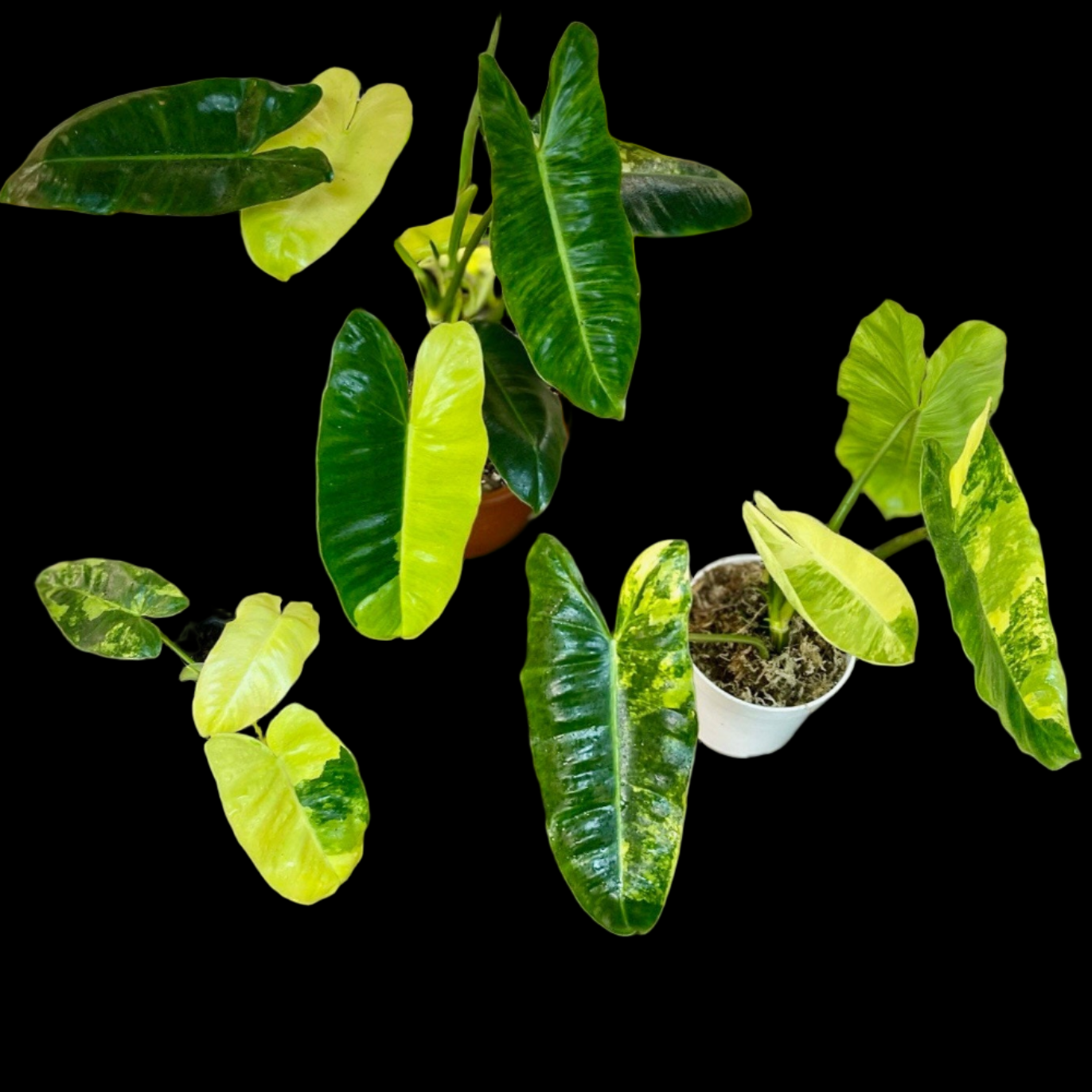 philodendron burle marx variegated reverted Philodendron Burle Marx Variegata