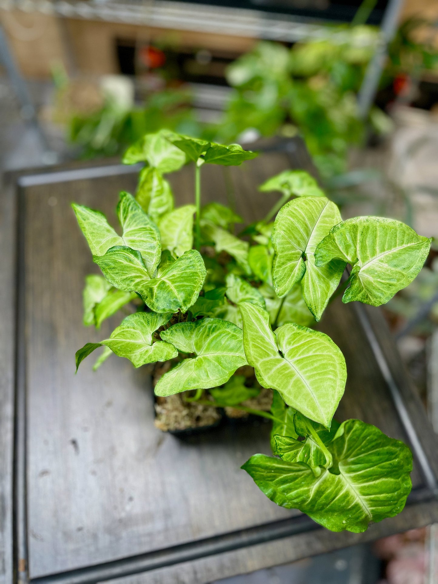 Syngonium Podophyllum White Butterfly