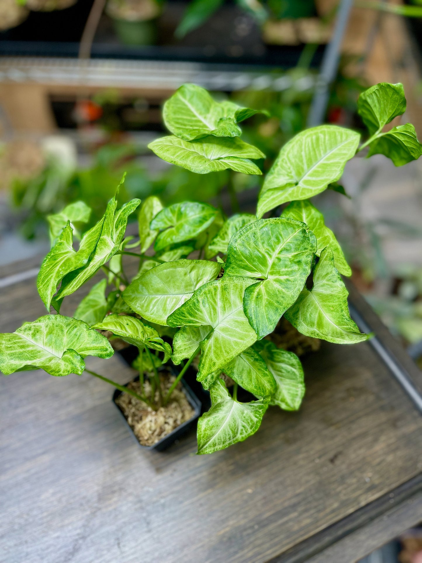 Syngonium Podophyllum White Butterfly