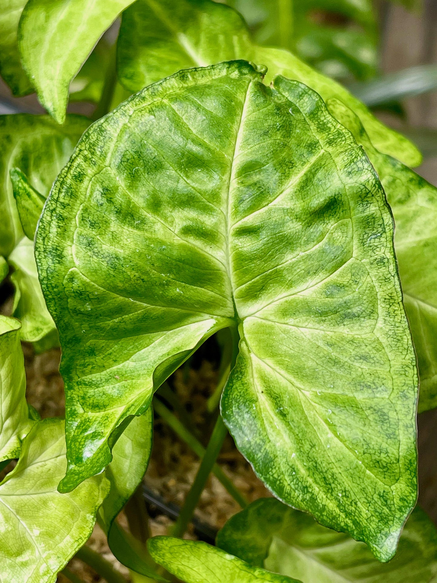 Syngonium Podophyllum White Butterfly