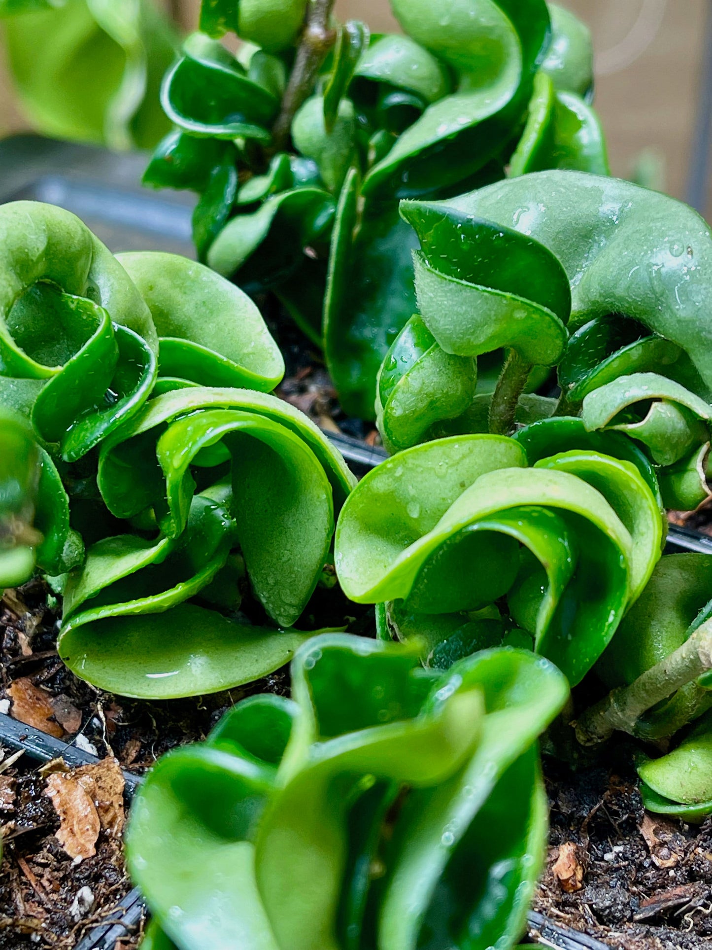 Hoya Carnosa Compacta Hindu Rope