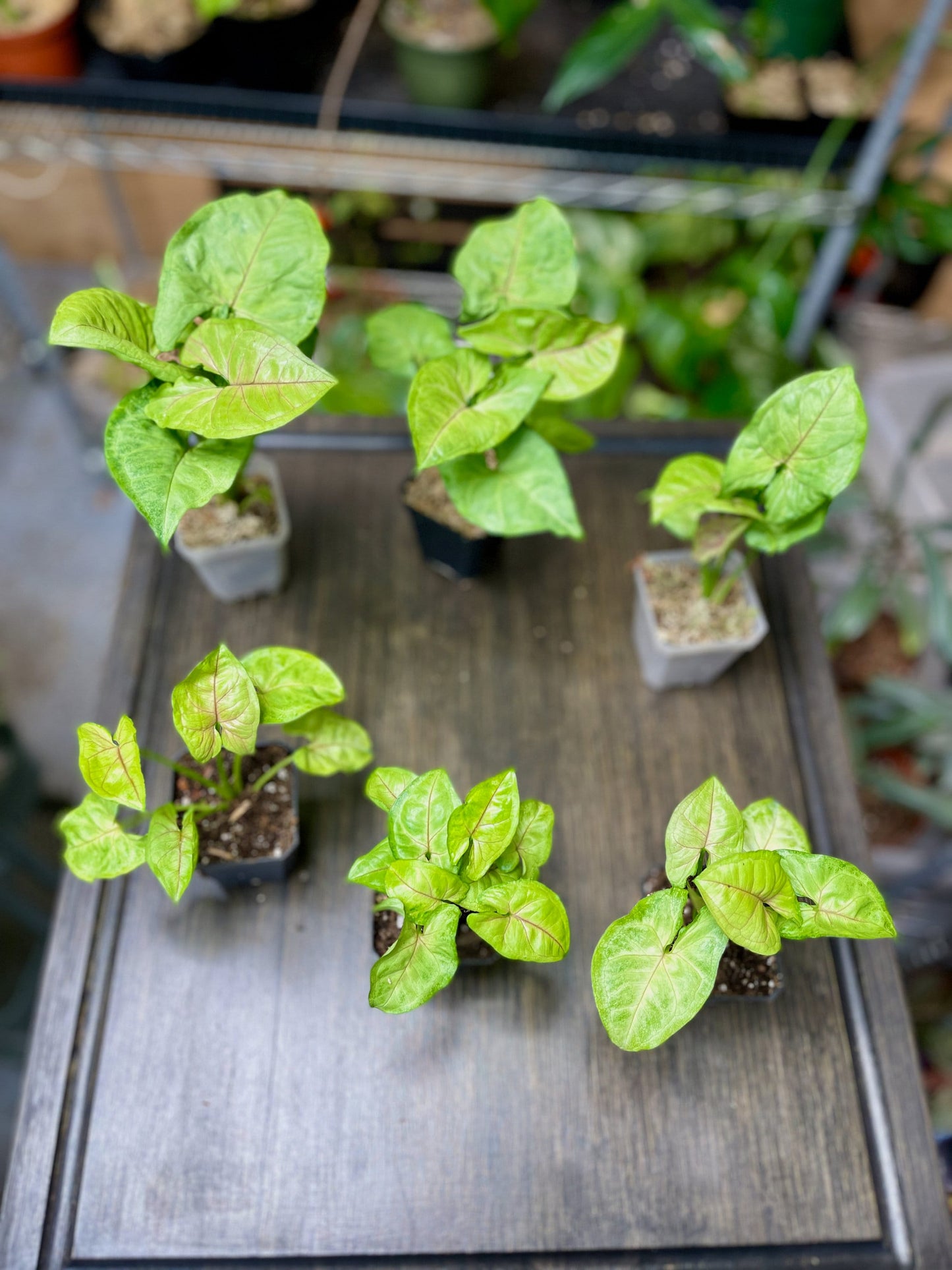 Syngonium Podophyllum Berry Allusion