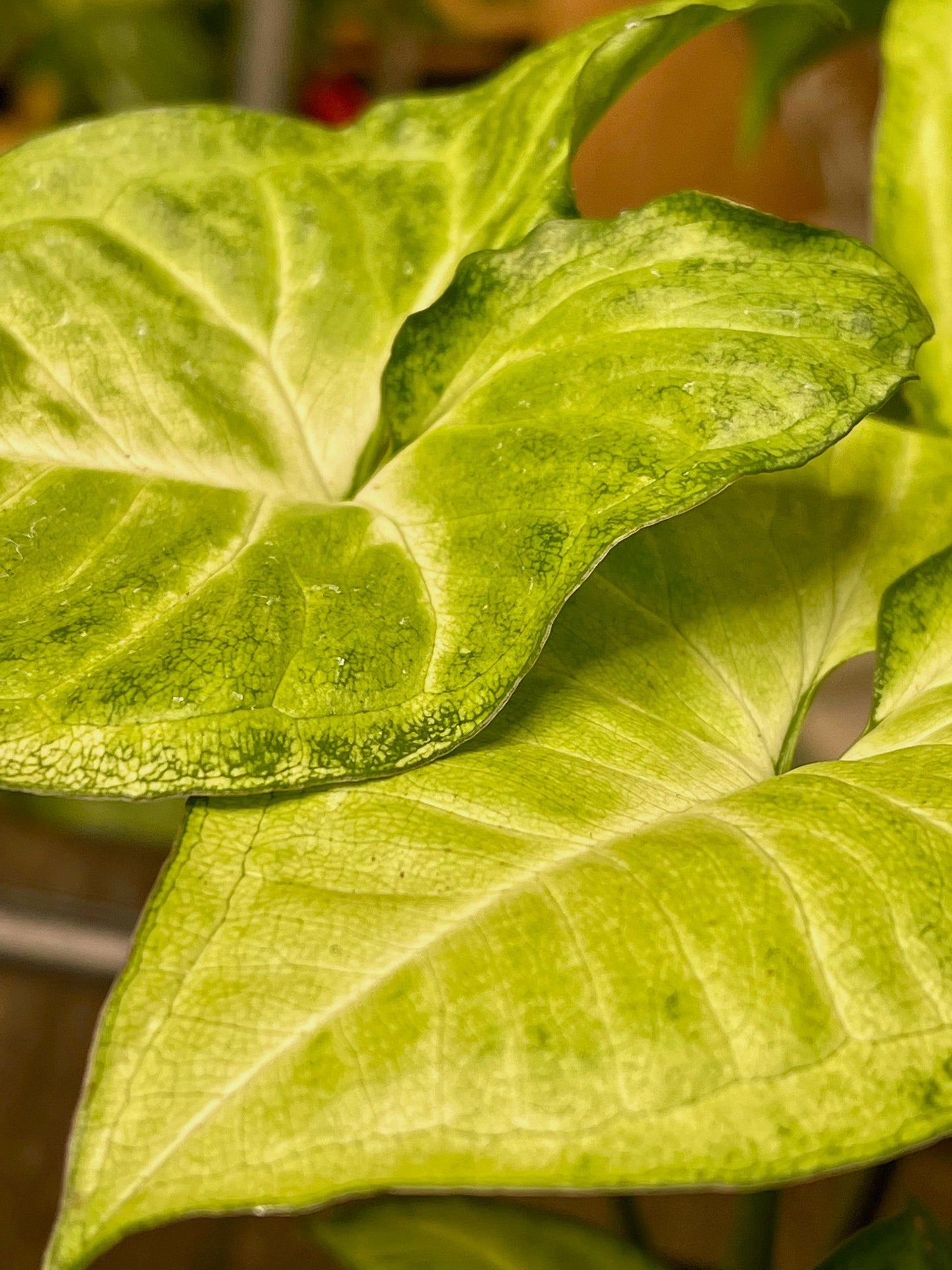 Syngonium Podophyllum White Butterfly