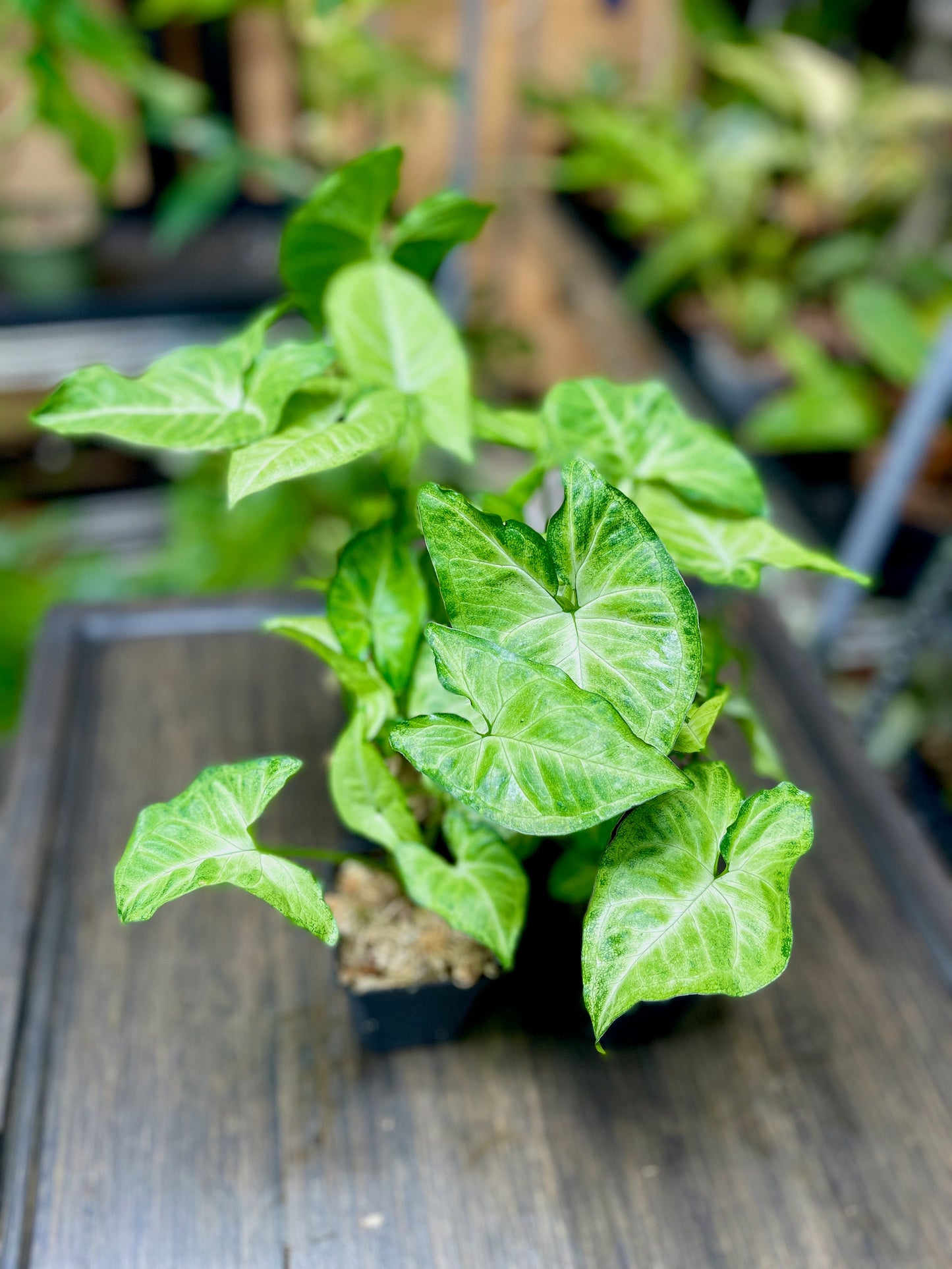 Syngonium Podophyllum White Butterfly