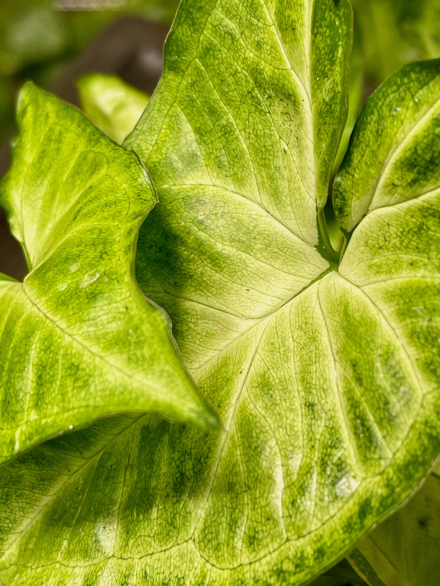 Syngonium Podophyllum White Butterfly