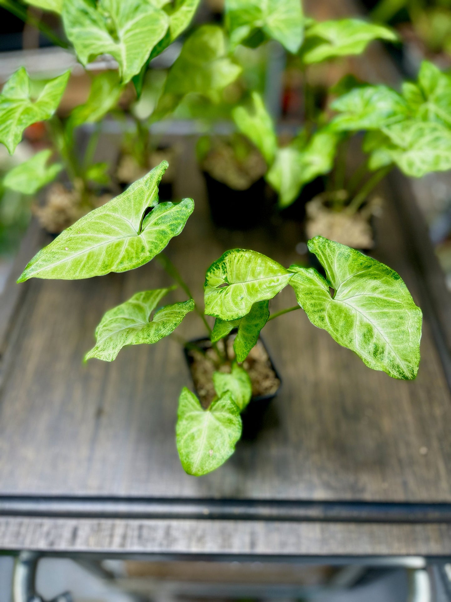 Syngonium Podophyllum White Butterfly