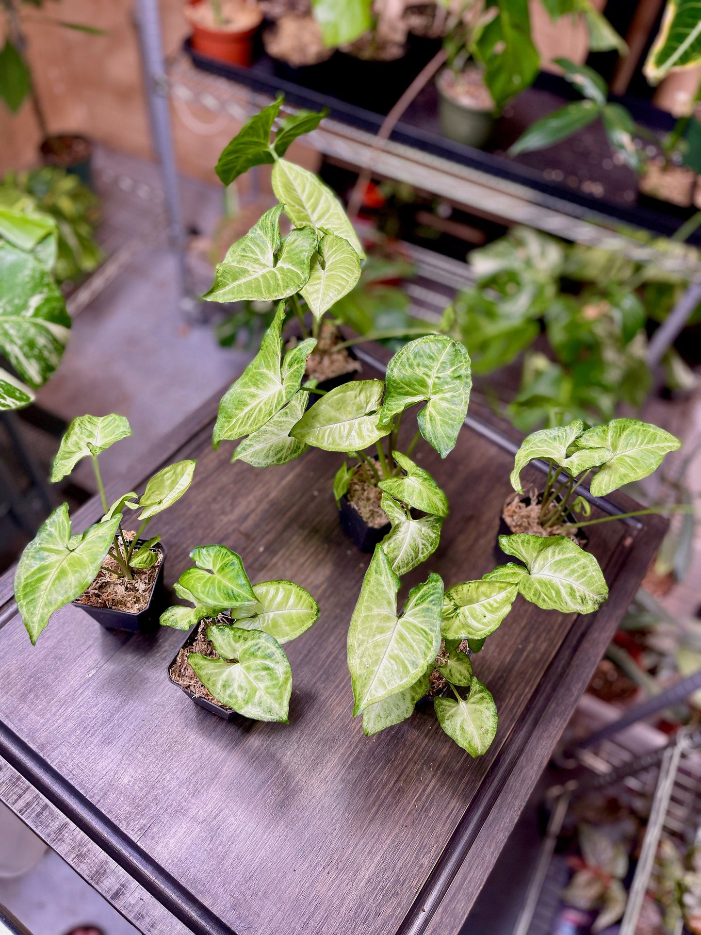 Syngonium Podophyllum White Butterfly