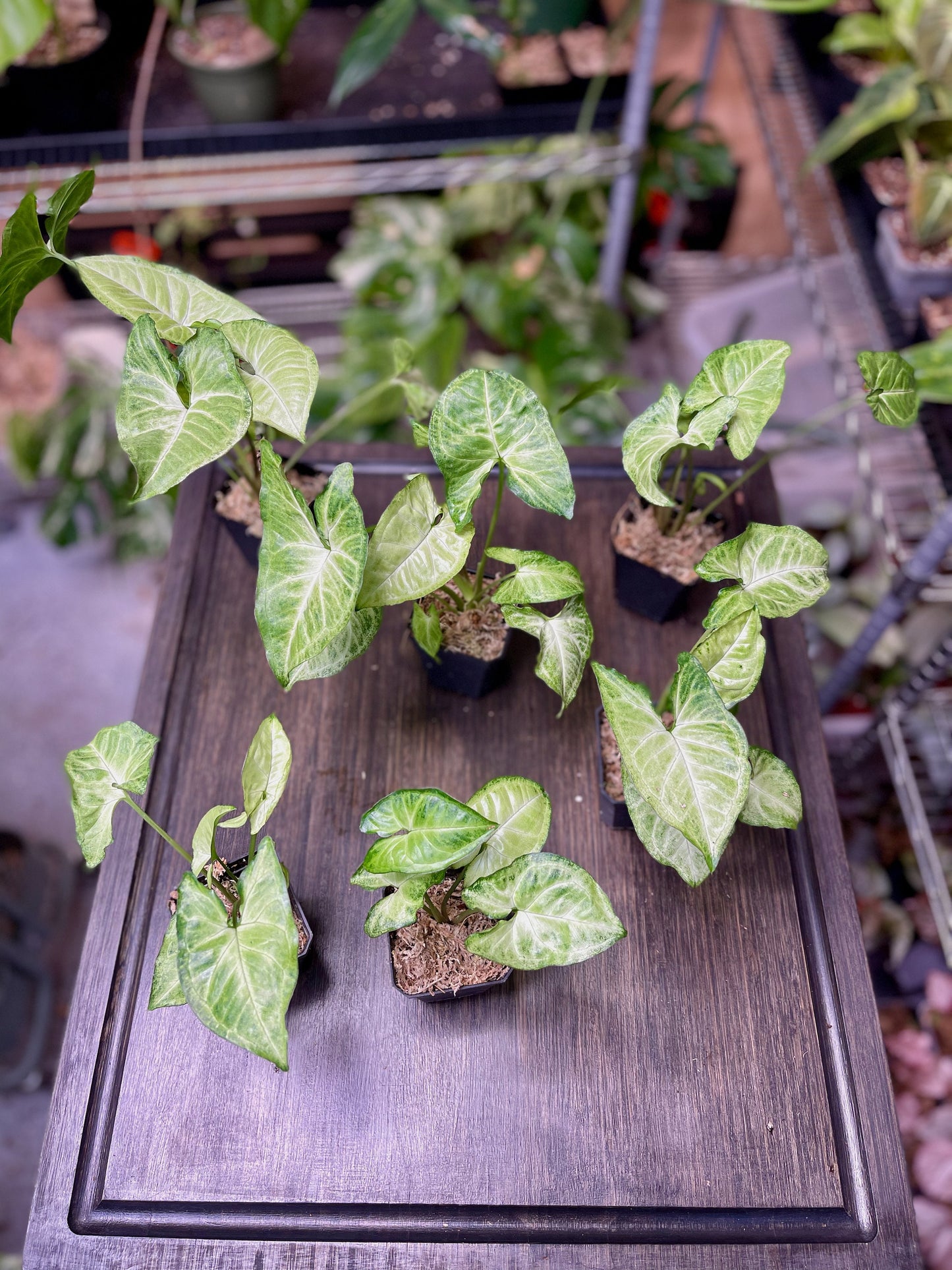 Syngonium Podophyllum White Butterfly