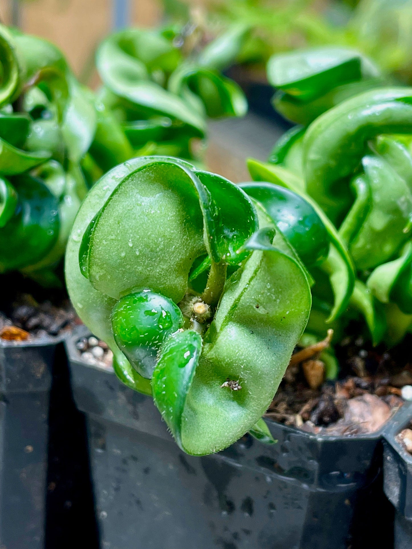 Hoya Carnosa Compacta Hindu Rope