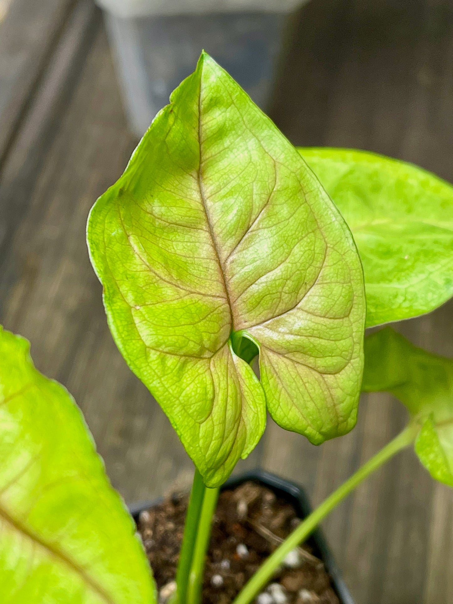 Syngonium Podophyllum Berry Allusion