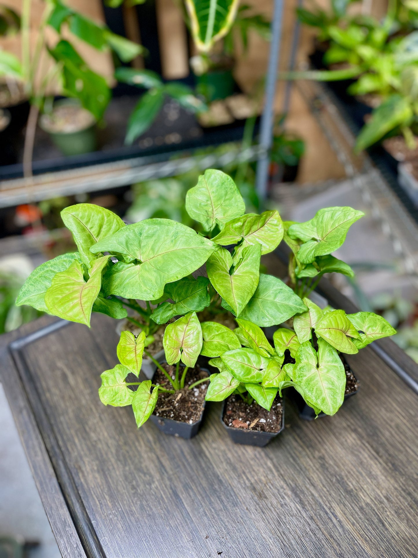 Syngonium Podophyllum Berry Allusion