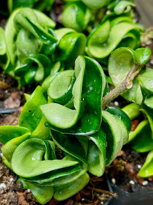 Hoya Carnosa Compacta Hindu Rope