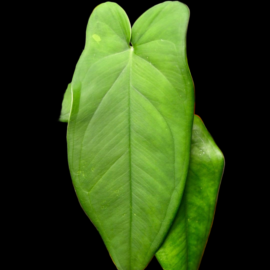 philodendron macrophyllum Syngonium Macrophyllum