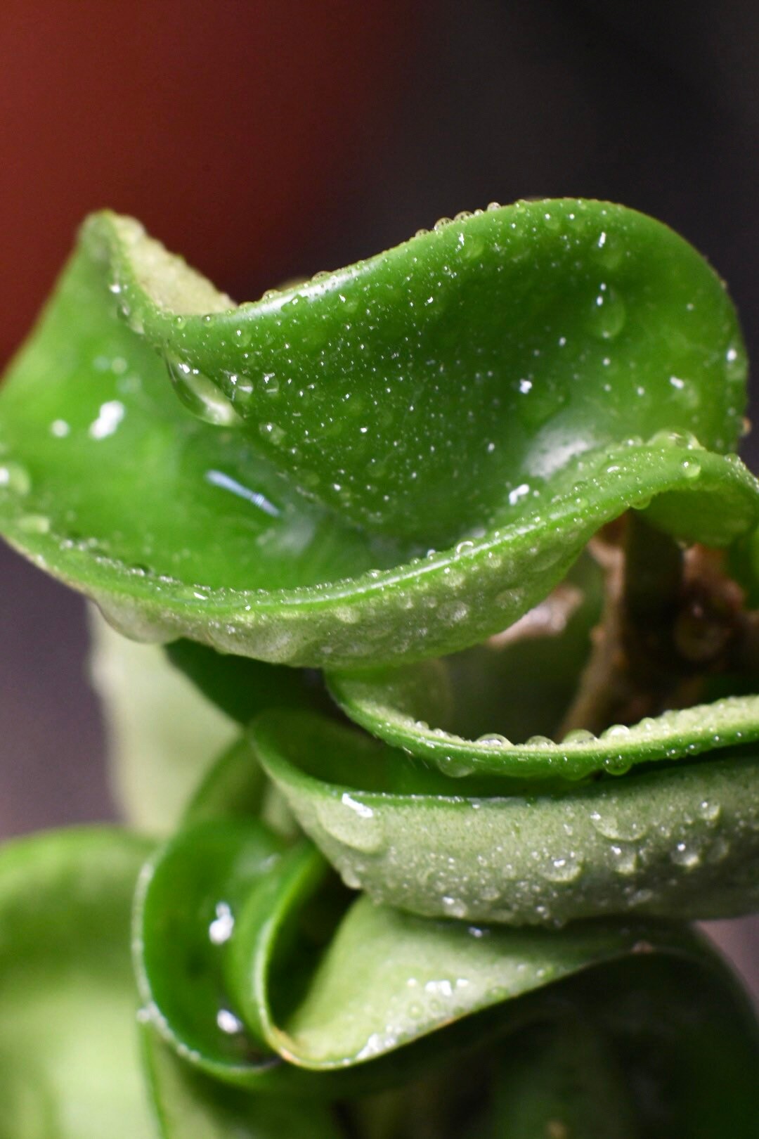 Hoya Carnosa Compacta Hindu Rope