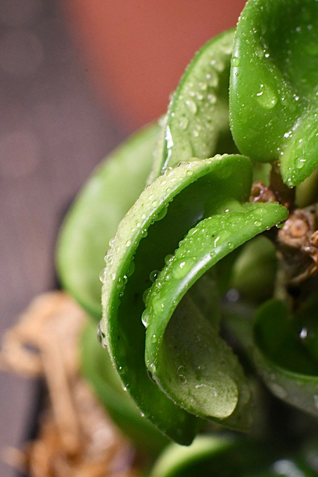 Hoya Carnosa Compacta Hindu Rope