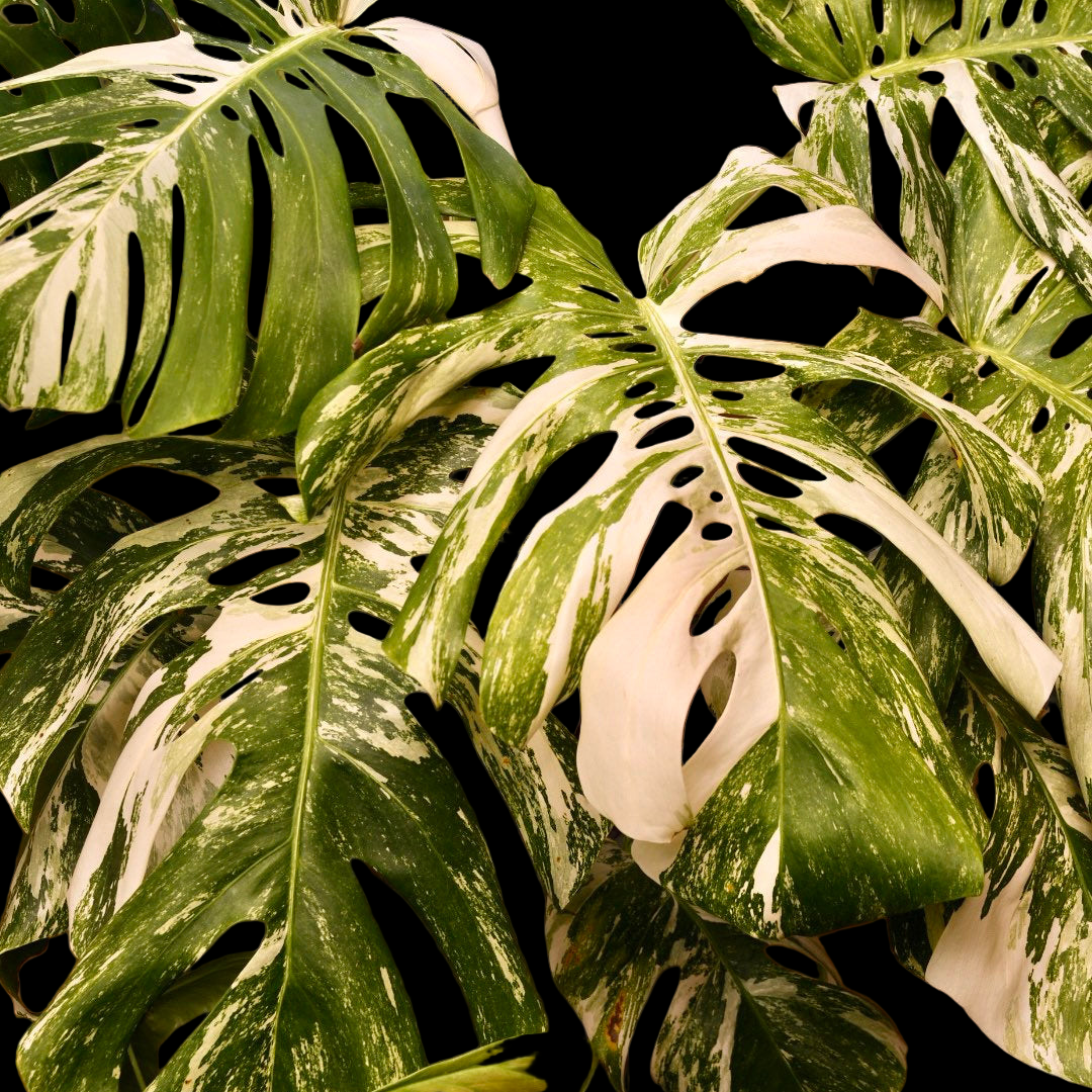 monstera deliciosa albo variegata live plant for sale Monstera Albo – NurseryRx