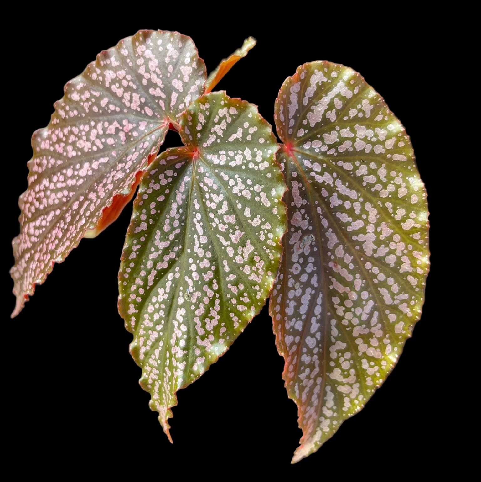Begonia Benigo – NurseryRx