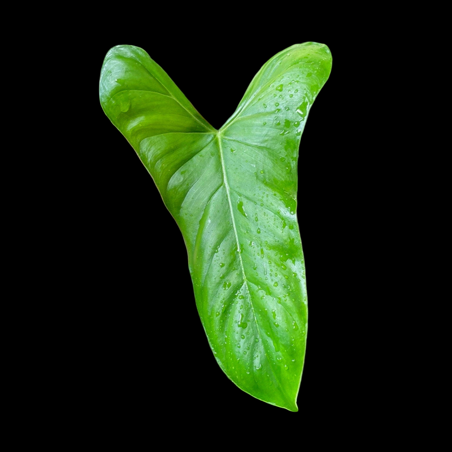 Philodendron Oxapapense Small – NurseryRx