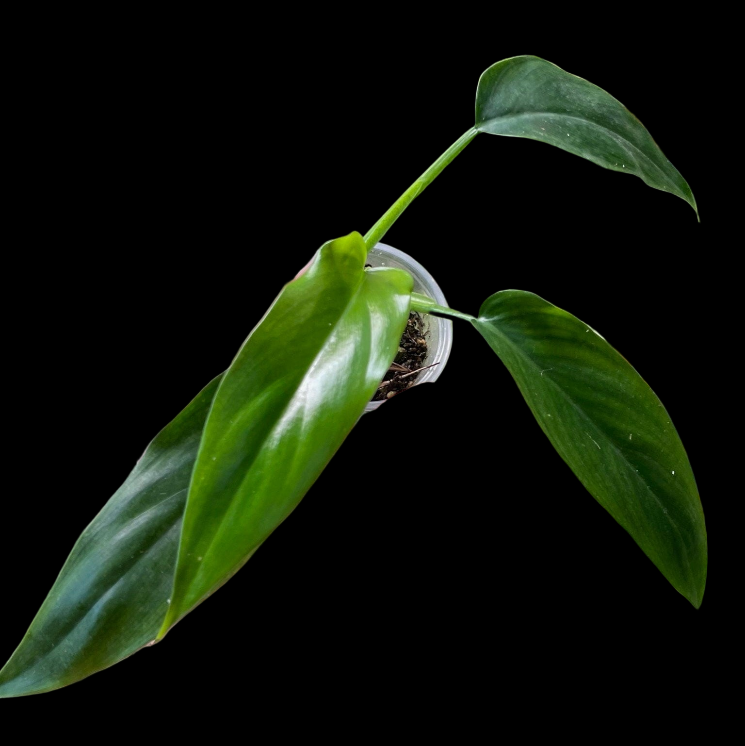 Philodendron Tripartitum Small – NurseryRx