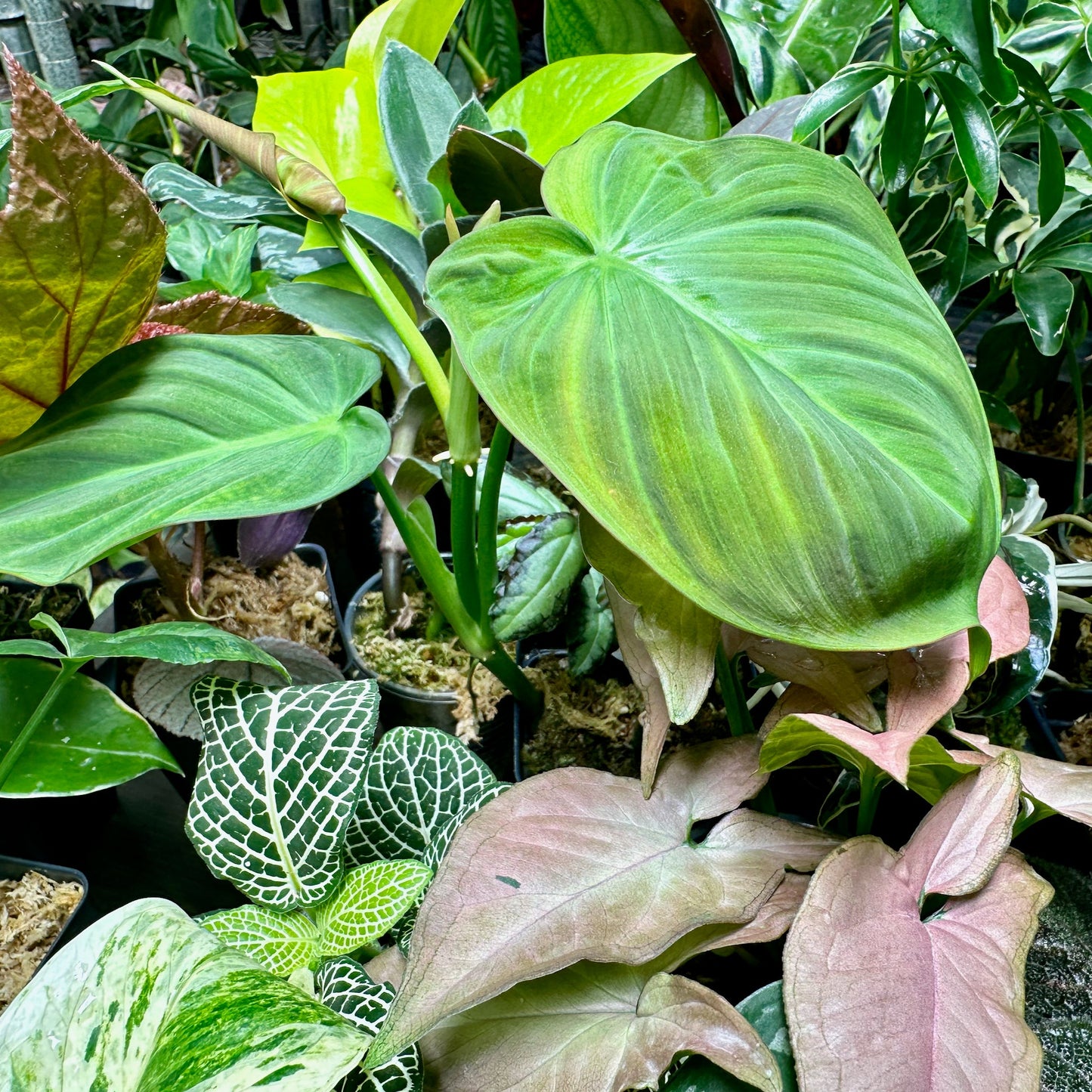 8 Houseplant Surprise Bundle Box