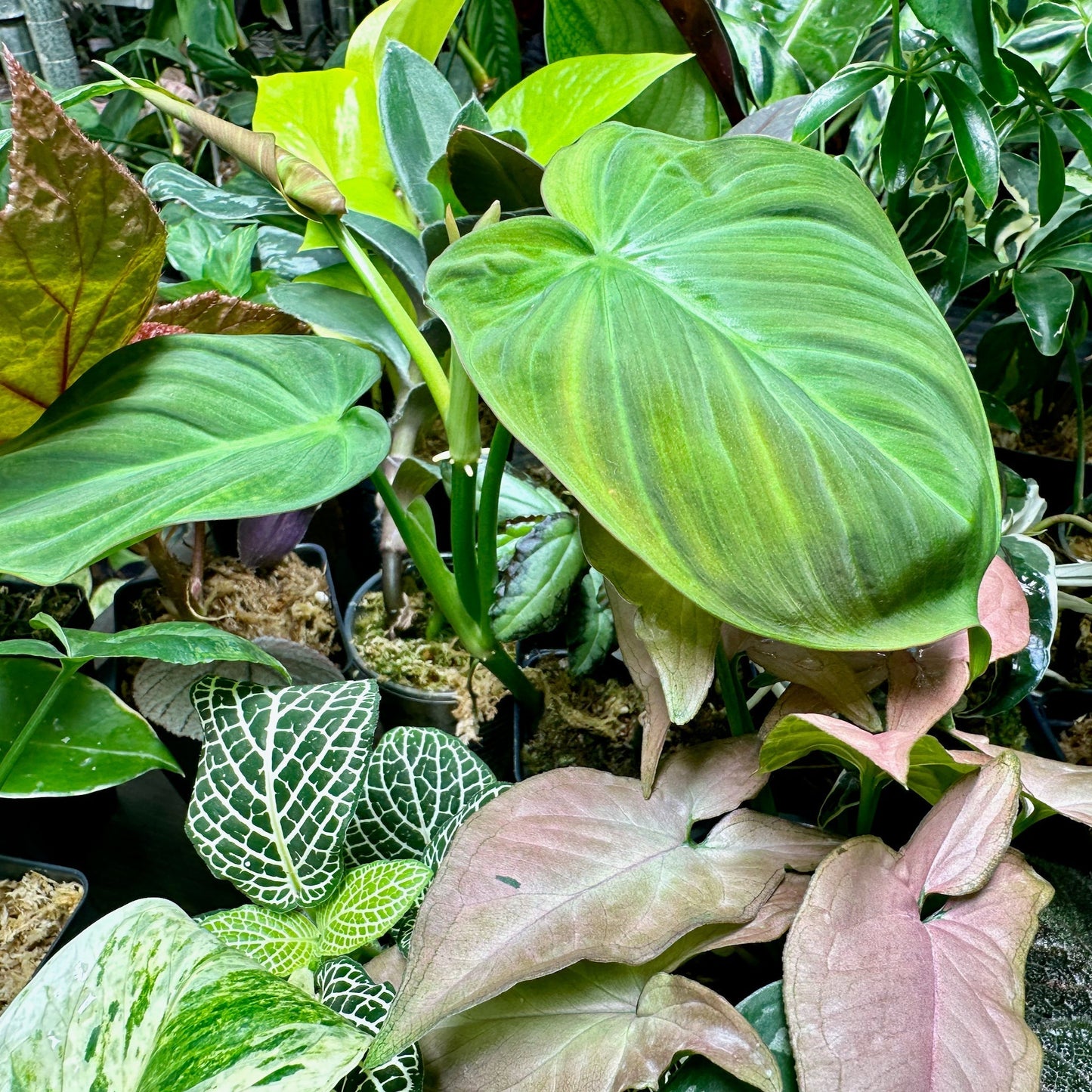 8 Houseplant Surprise Bundle Box
