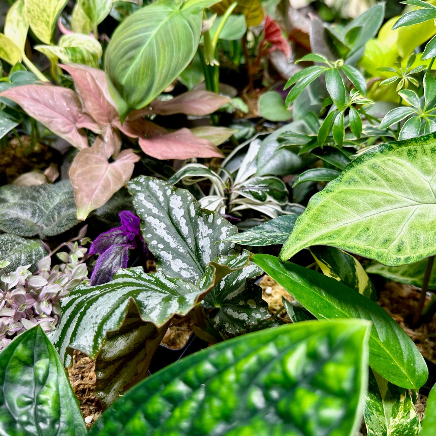 8 Houseplant Surprise Bundle Box