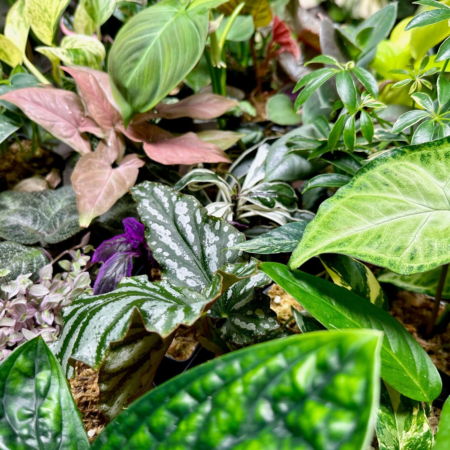 8 Houseplant Surprise Bundle Box