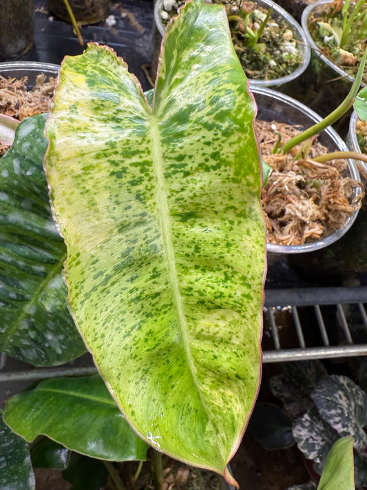 Philodendron Burle Marx Tiger Mint Rx