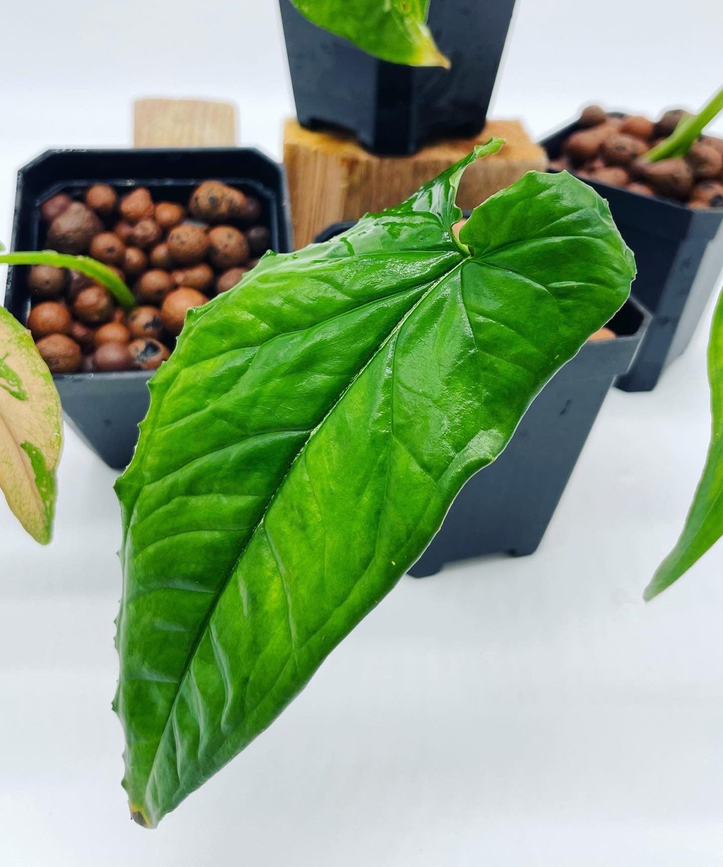 Rare Syngonium Bundle
