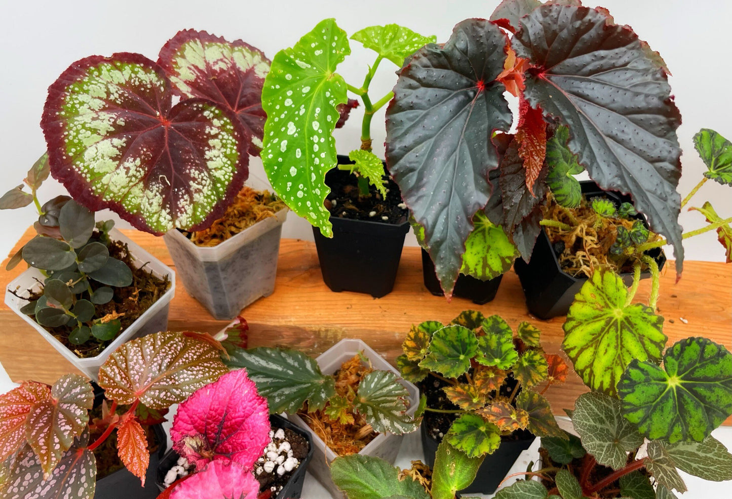 Begonia Bundle