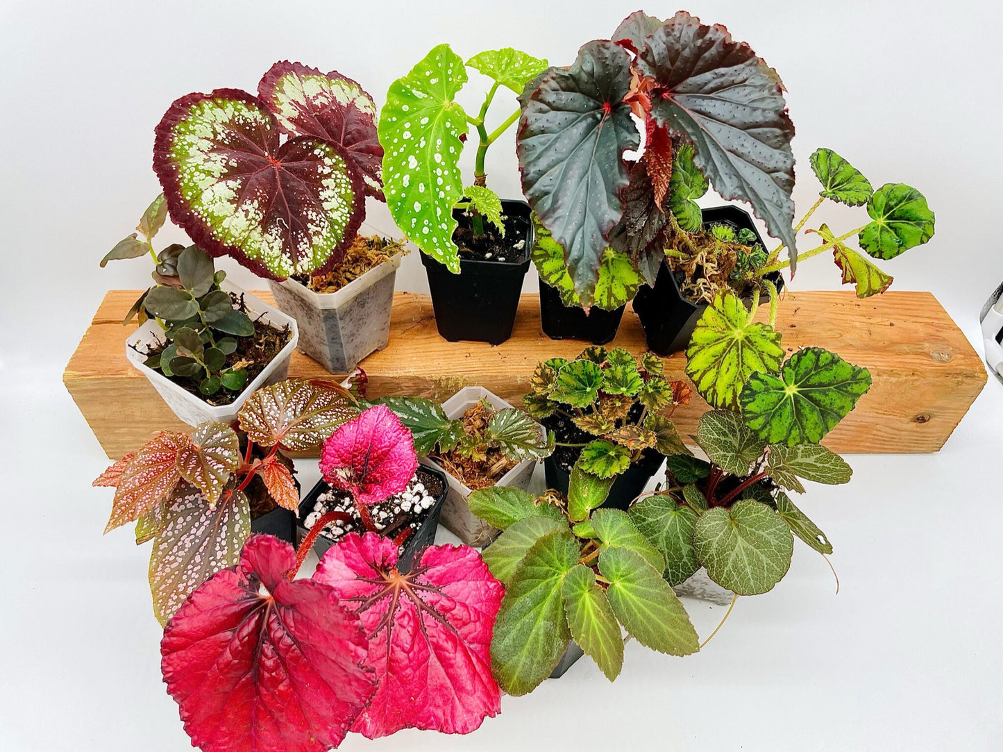 Begonia Bundle