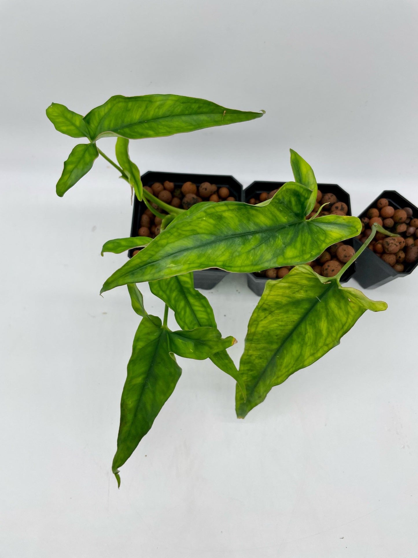 Syngonium Lance Leaf