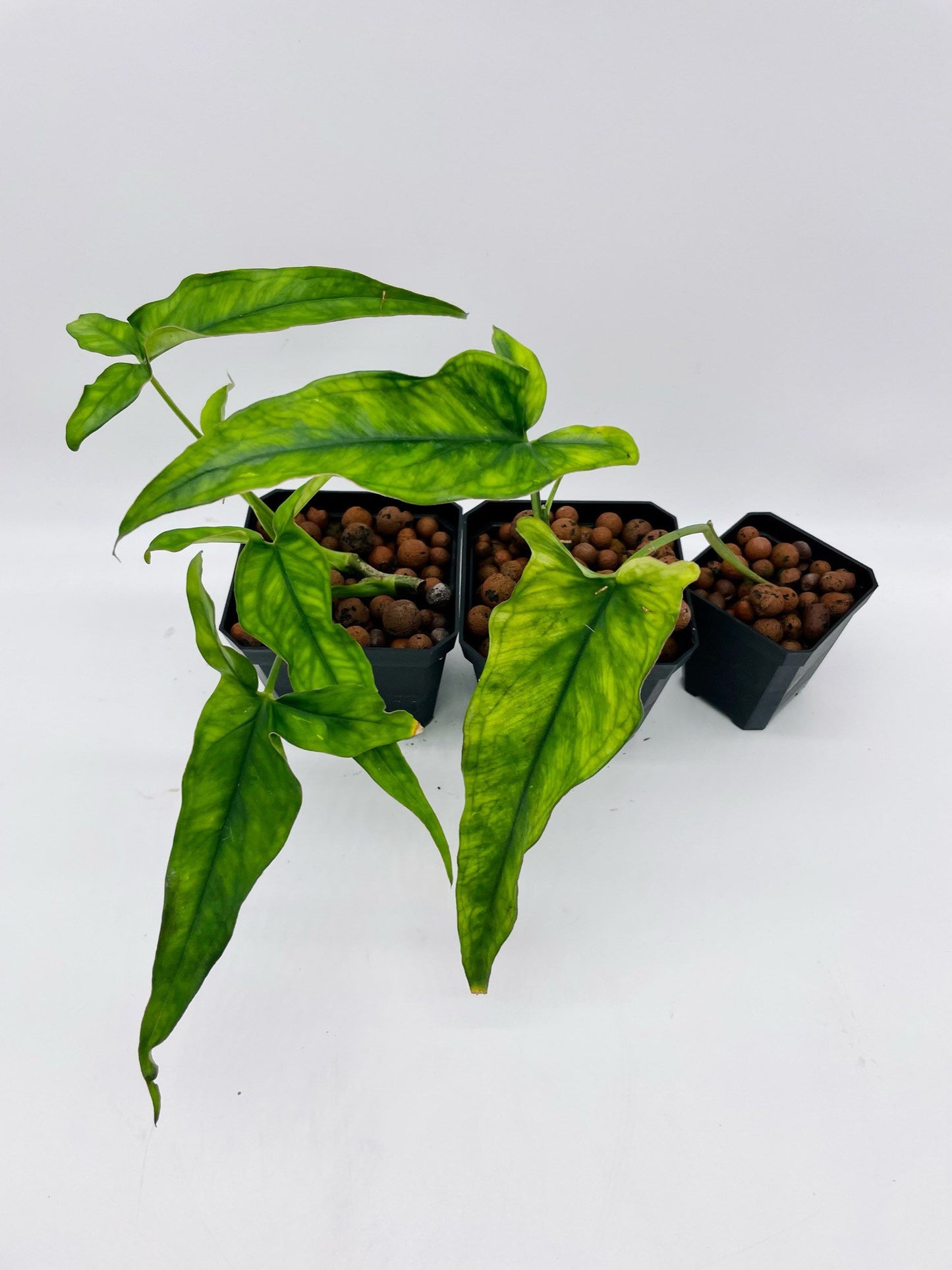 Syngonium Lance Leaf
