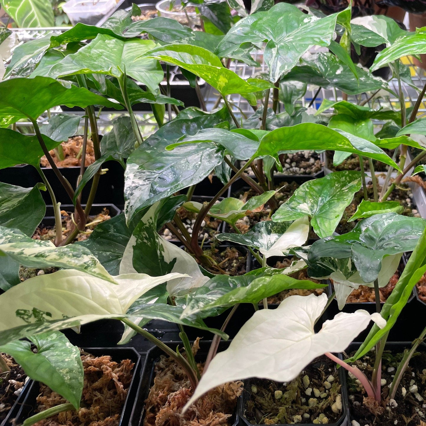 Rare Syngonium Bundle