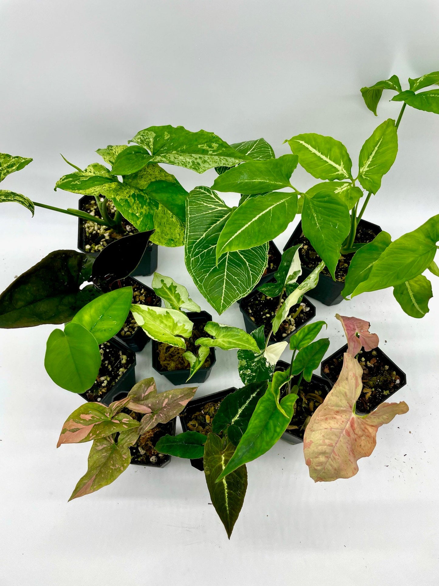 Rare Syngonium Bundle
