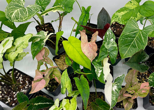 Rare Syngonium Bundle