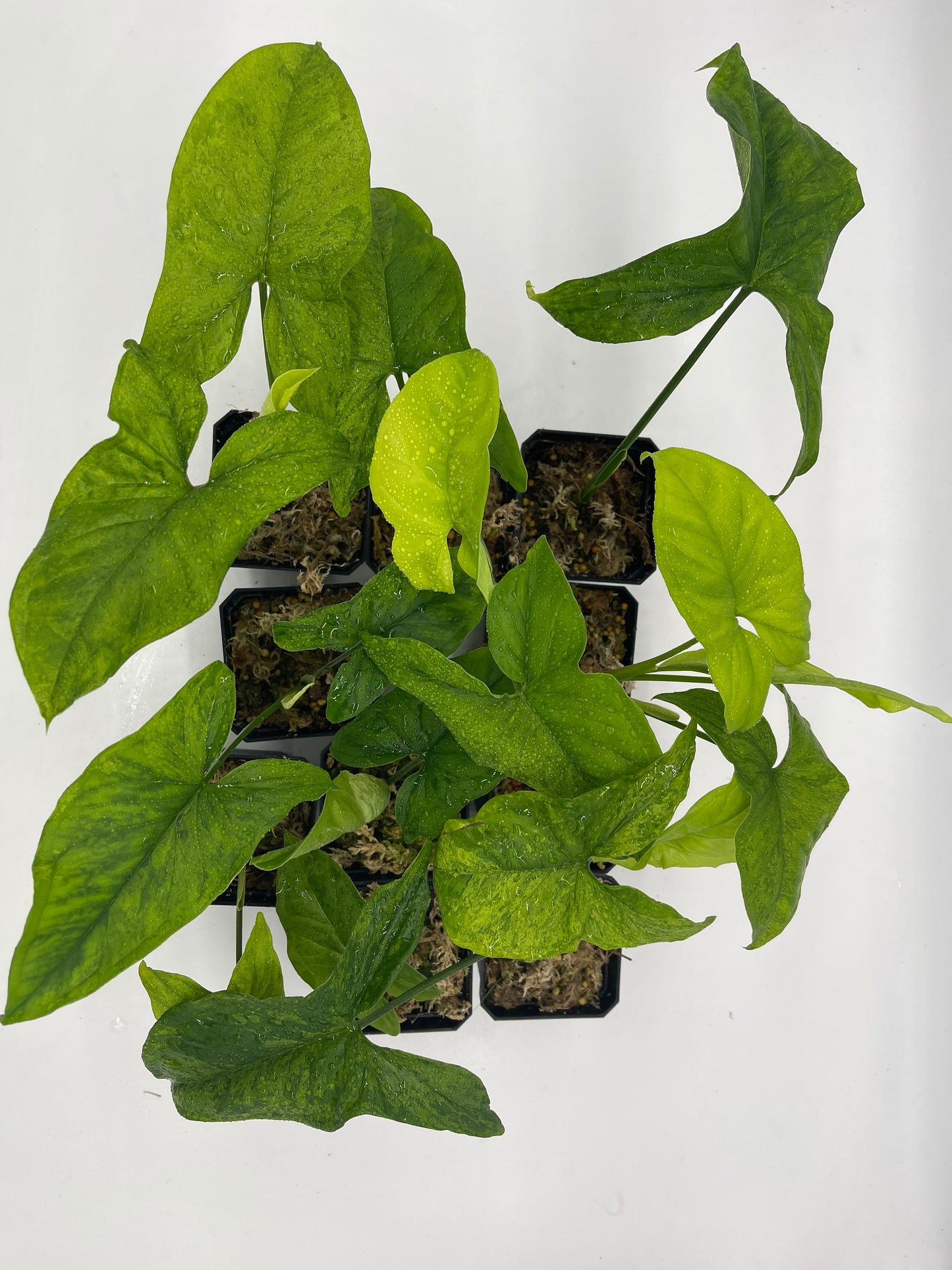 Syngonium Mottled Mojito