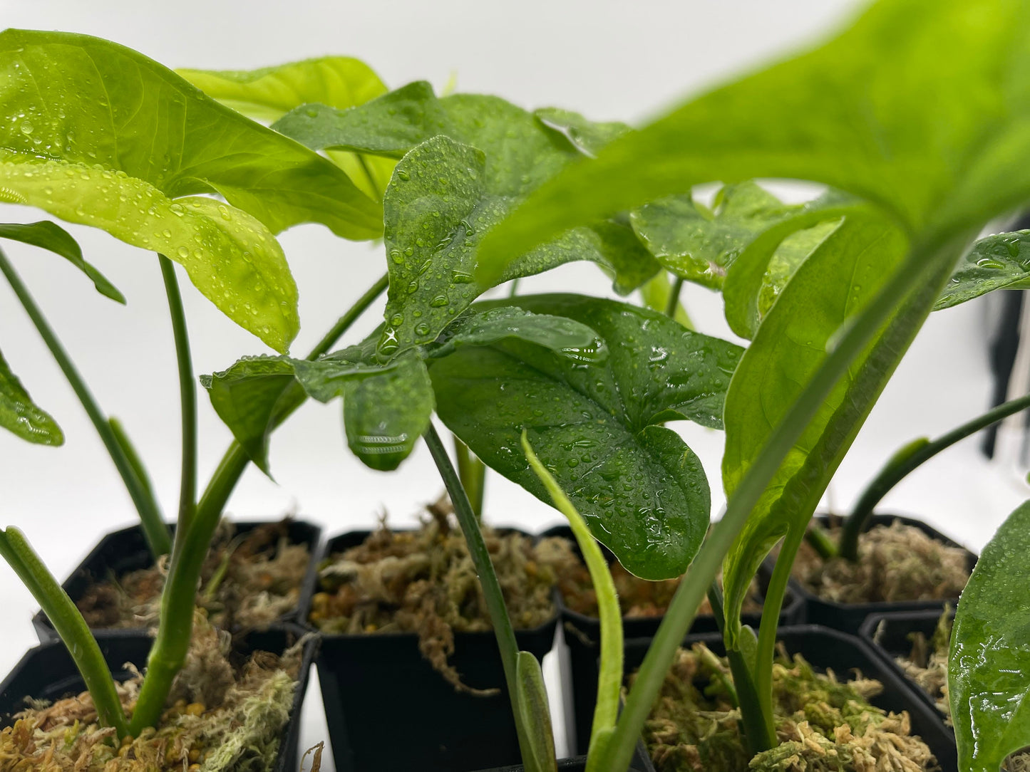 Syngonium Mottled Mojito