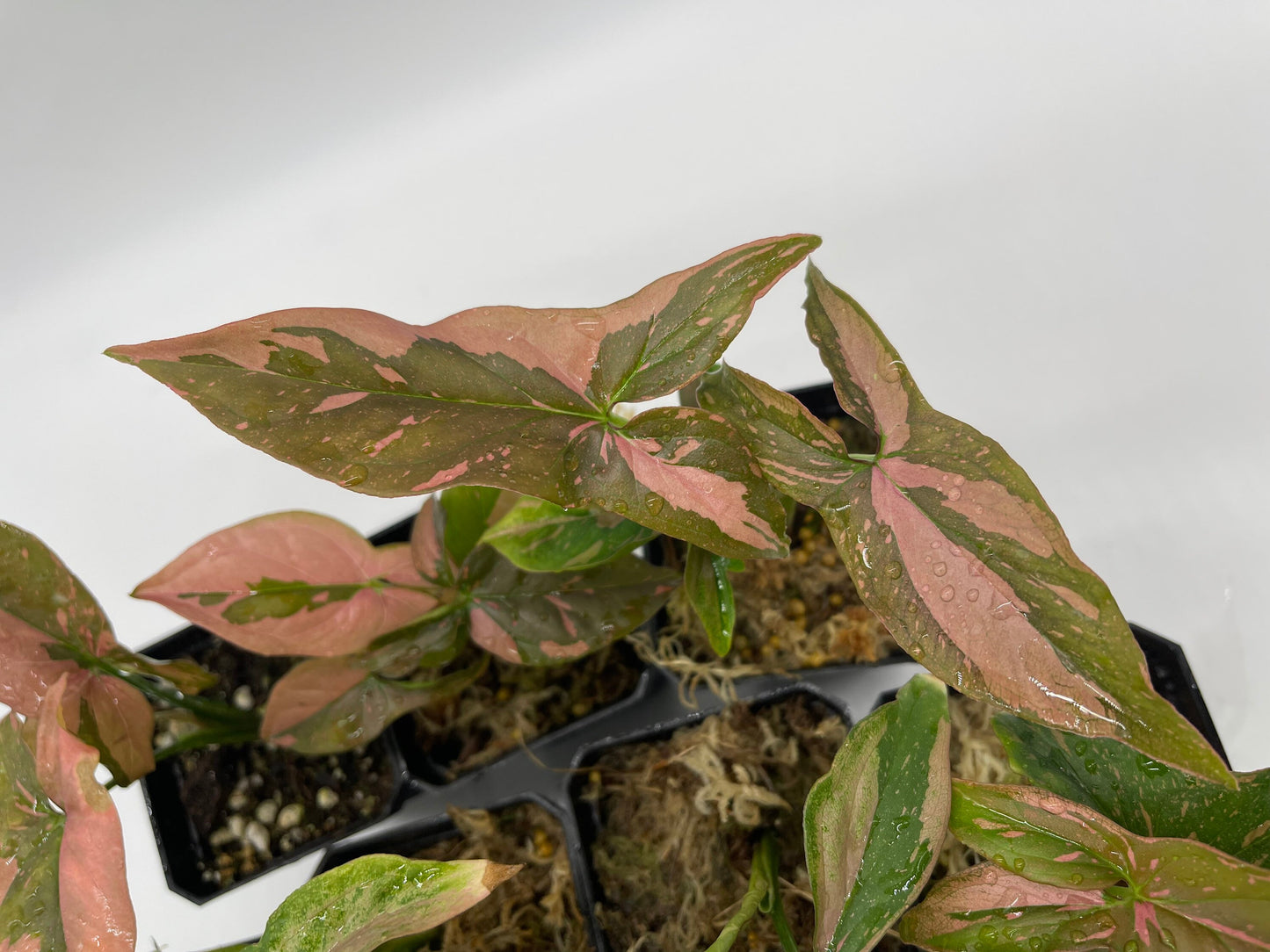 Syngonium Pink Splash
