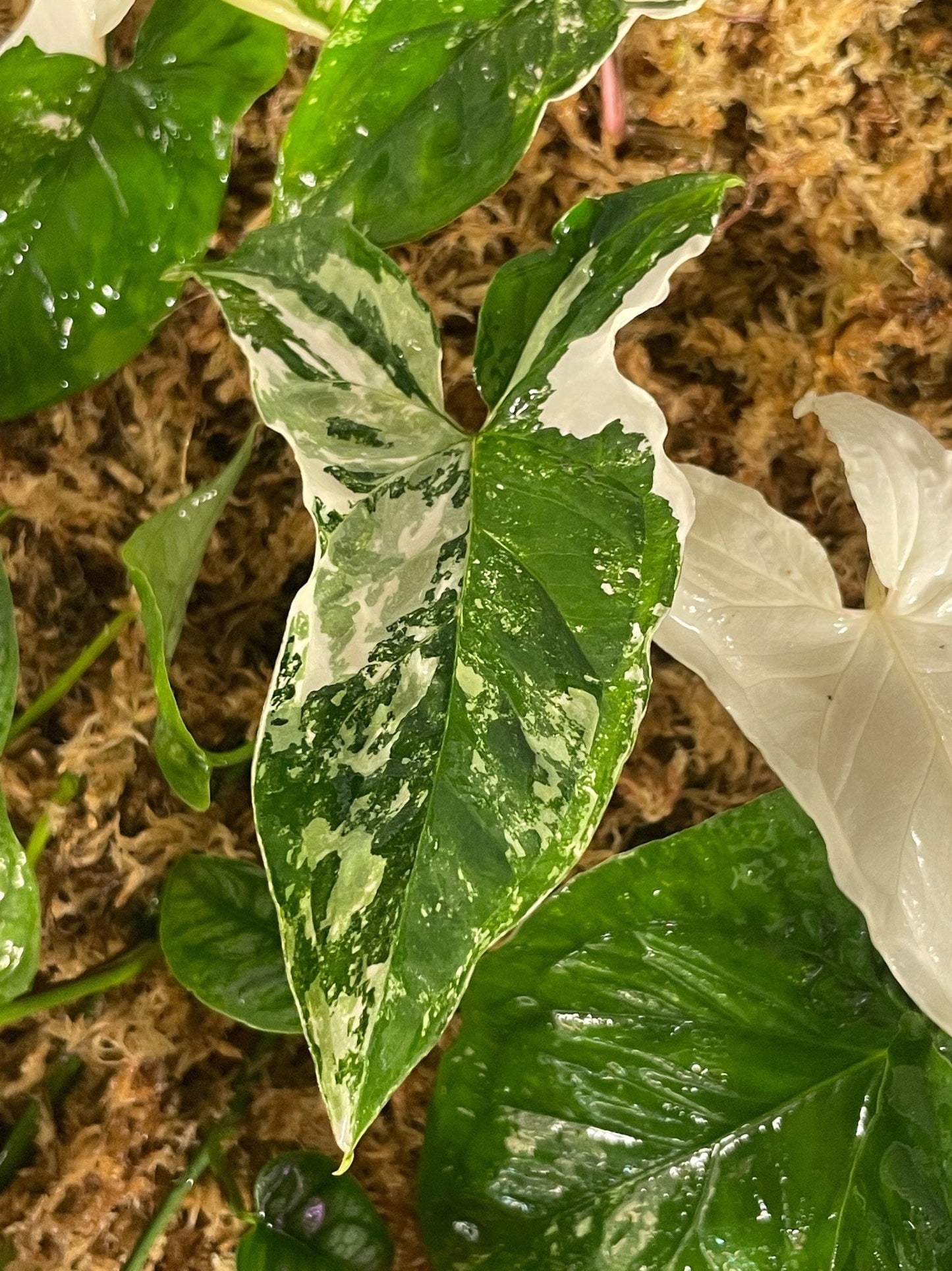 Syngonium Albo