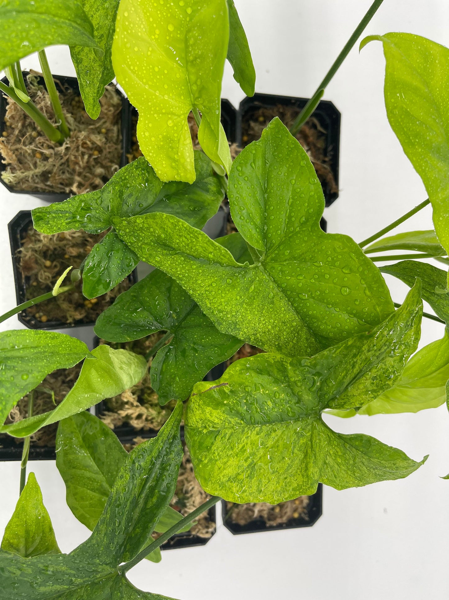 Syngonium Mottled Mojito