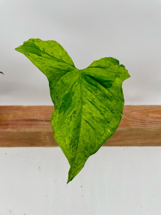 Syngonium Mottled Mojito