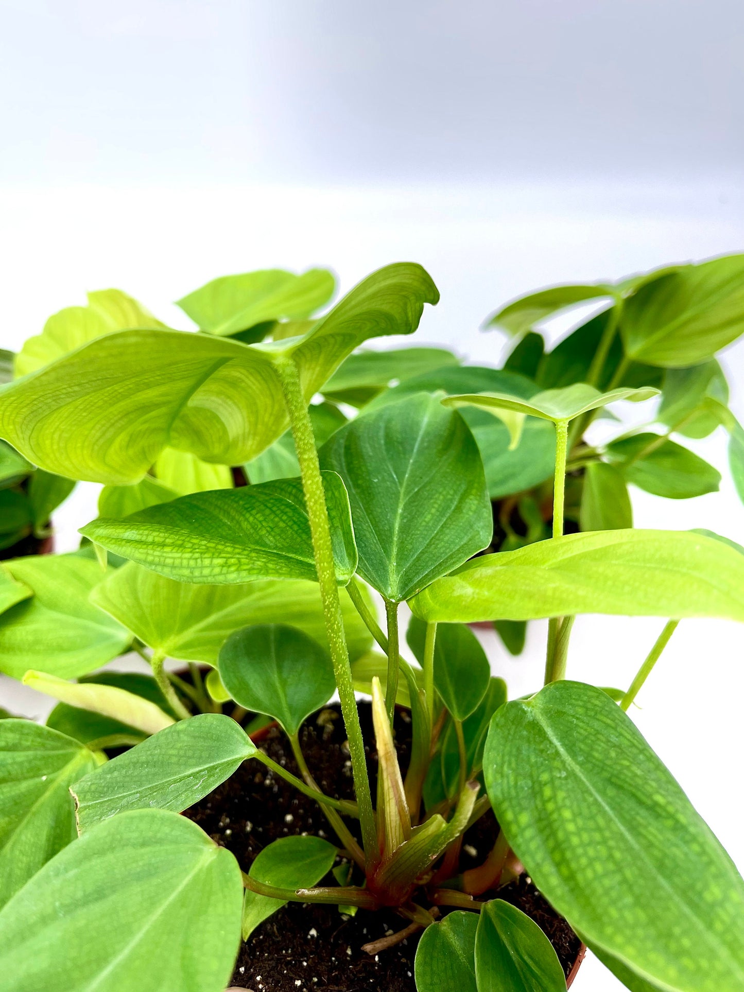 Philodendron Fuzzy Petiole