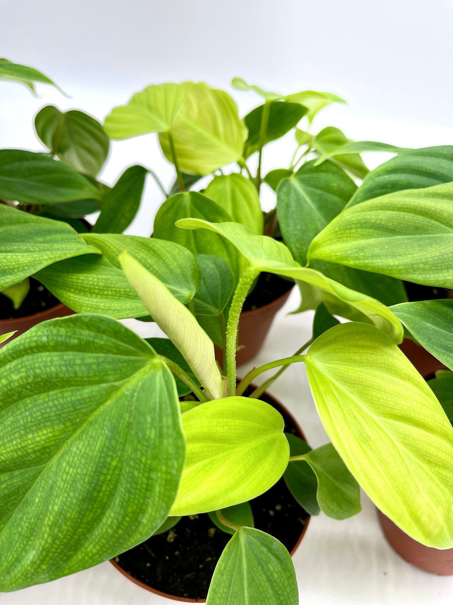 Philodendron Fuzzy Petiole