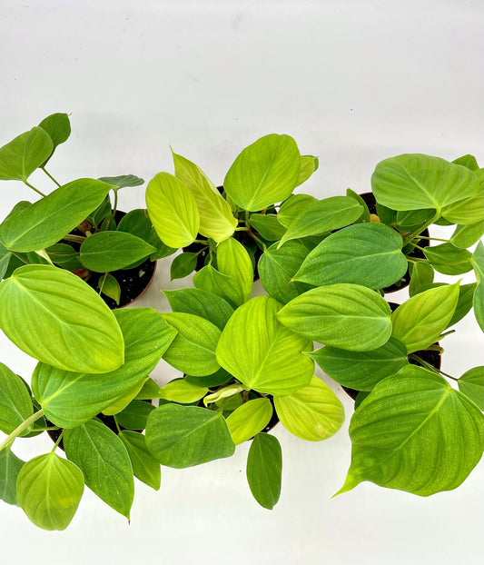 Philodendron Fuzzy Petiole