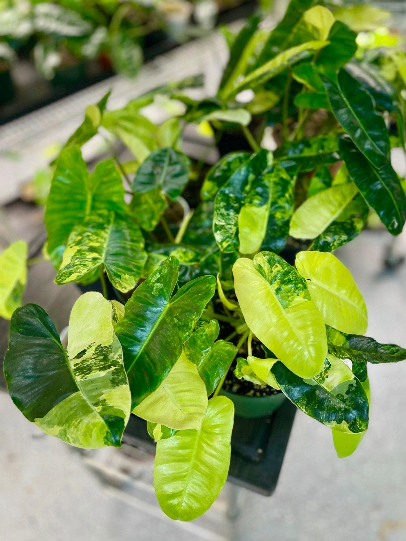 Philodendron Burle Marx Variegata - High Variegation