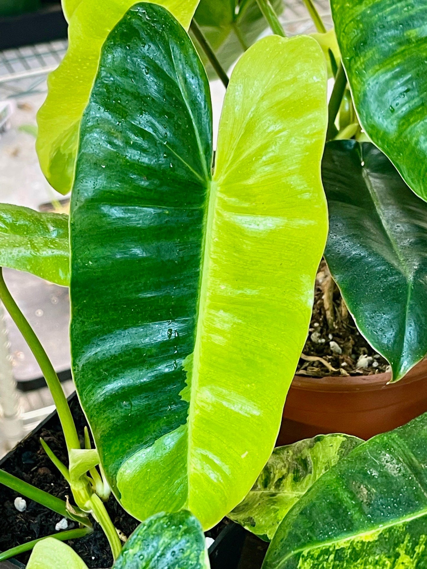 Philodendron Burle Marx Variegata - High Variegation